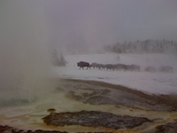 Sawmill and Bison