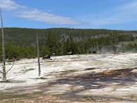 Bison between Bank and Bonita